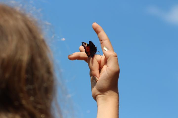 Mädchen lässt Schmetterling aus der Hand fliegen