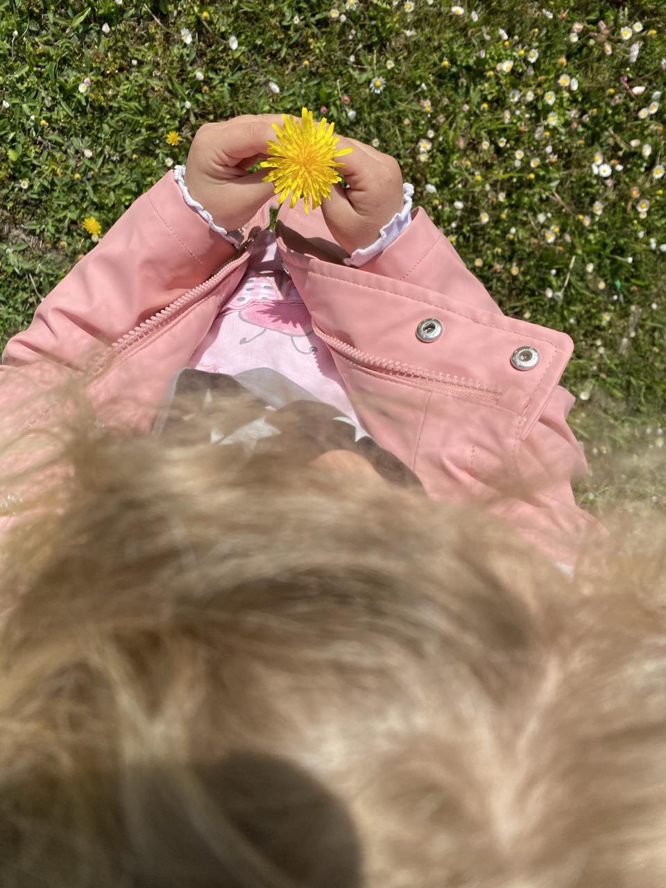 Pusteblume