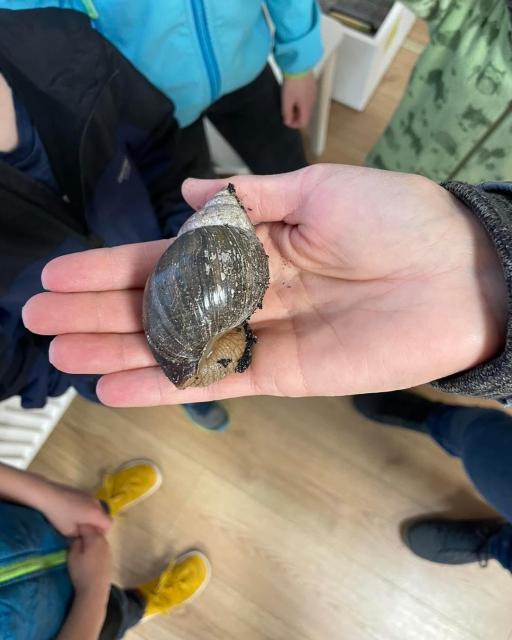 Achatschnecke