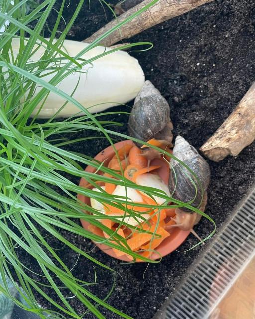 Achatschnecke