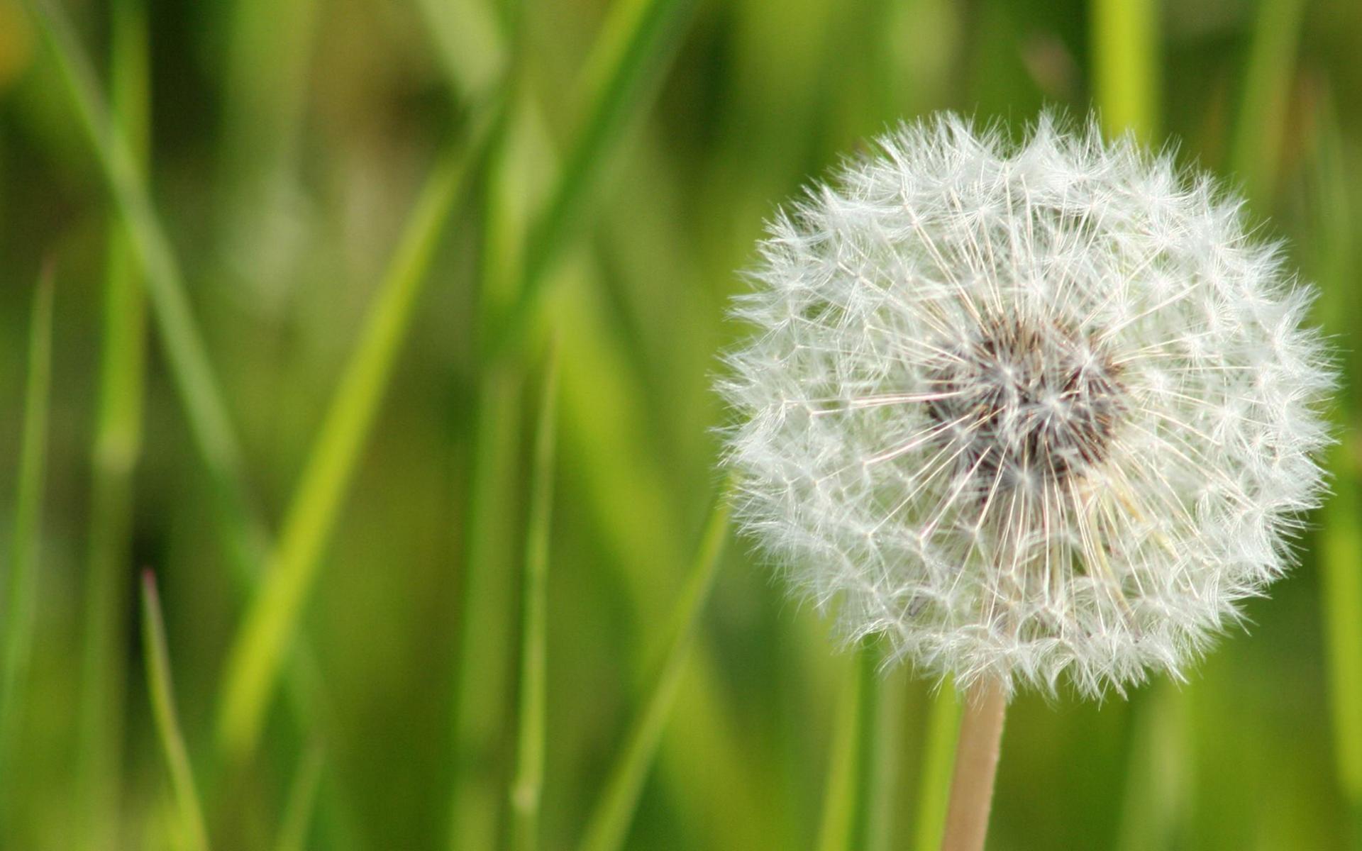 Pusteblume