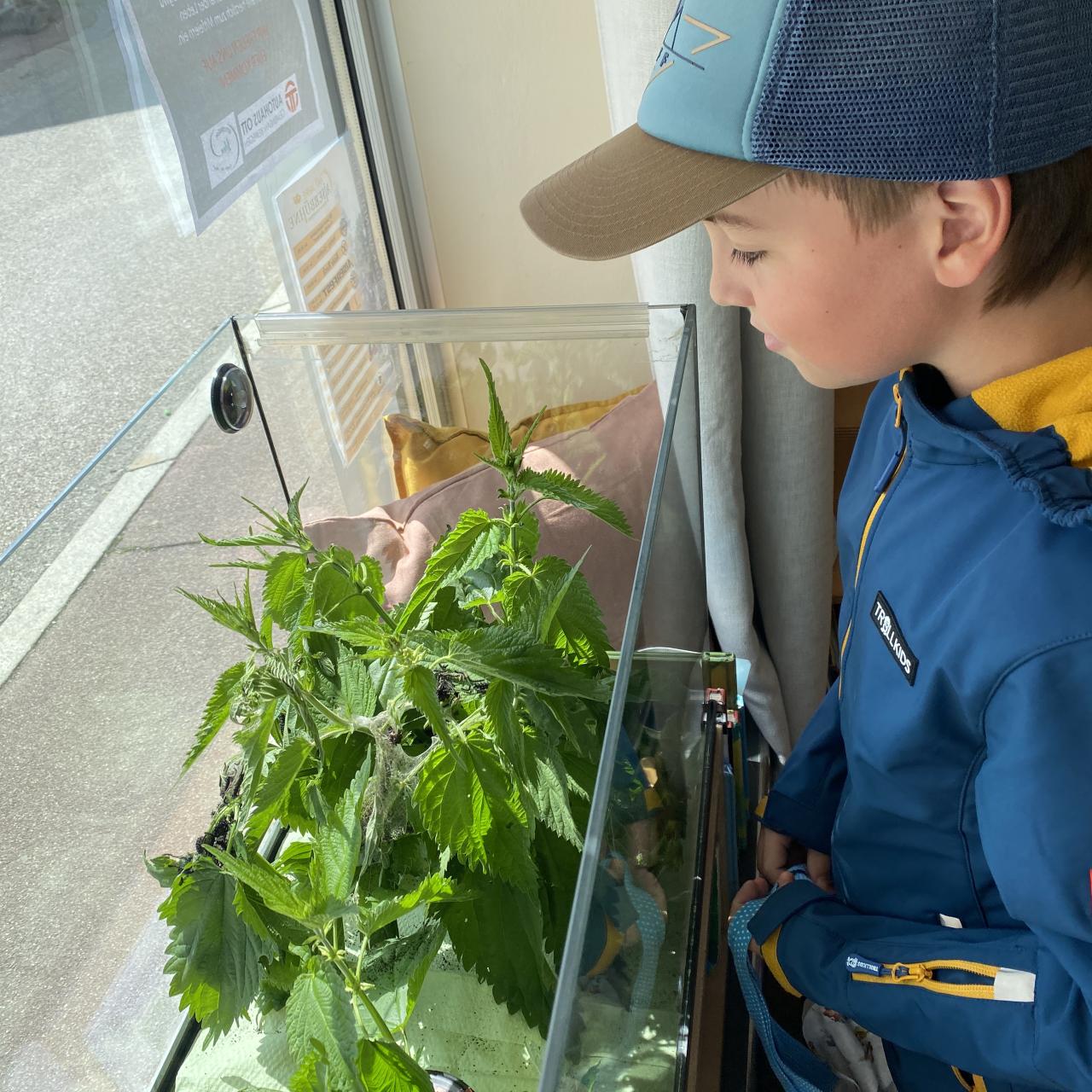 Ein Junge schaut in ein Terrarium in dem Brennnesseln und Raupen sind