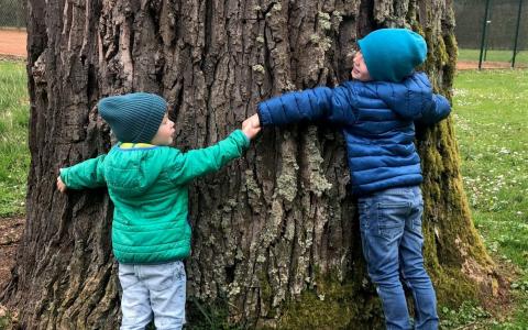 Baumforscher gesucht